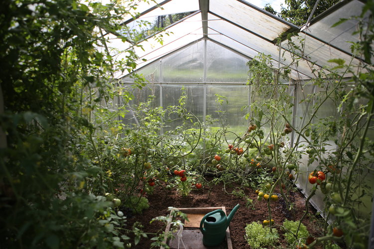 Greenhouse filled with plants, some tomatoes growing